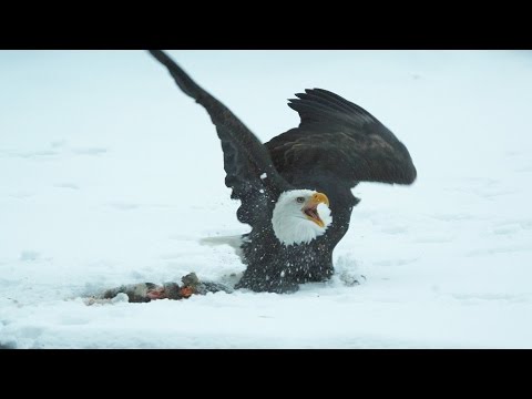 Bald Eagles clash - Alaska: Earth's Frozen Kingdom - Episode 3 Preview - BBC