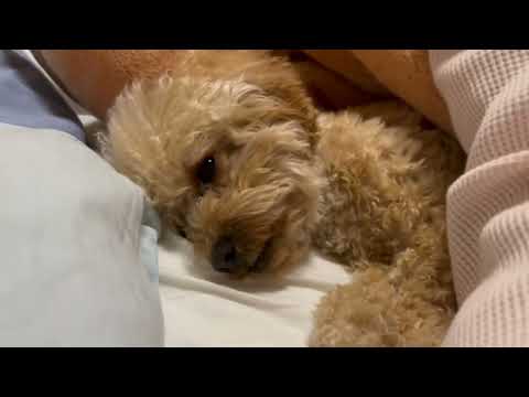 経営学科 トイプードル1歳　#トイプードル  #toypoodle