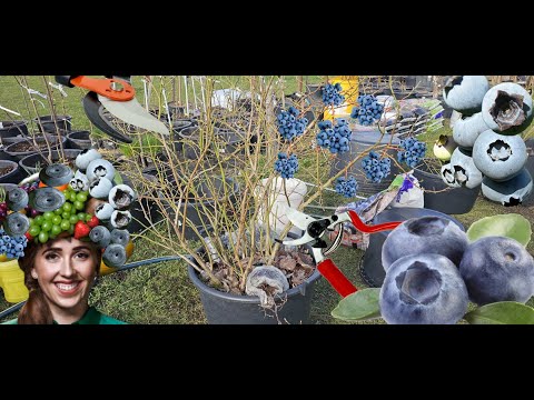 BORŮVKY KANADSKÉ, MNOŽENÍ, STŘIH, HNOJENÍ, VYVÁZÁNÍ #blueberry