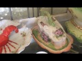 Renninger S Flea Market Street Of Shops Shopping Mount Dora