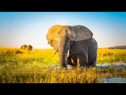 Elefanten | 9 überraschende Fakten