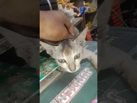 #america #cat #funny #pet #trump #animal #cute