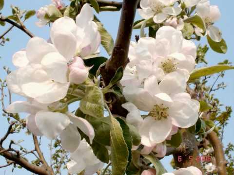 Vlasta Redl - Příteli...