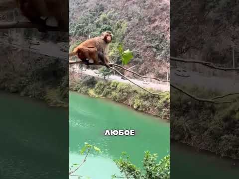 Обезьяна ДОСТАЛА яблоко над пропастью 😳🌊🐒