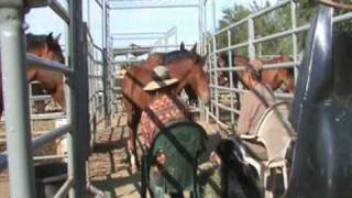 How to Tame Wild Horses the Old Lady Way