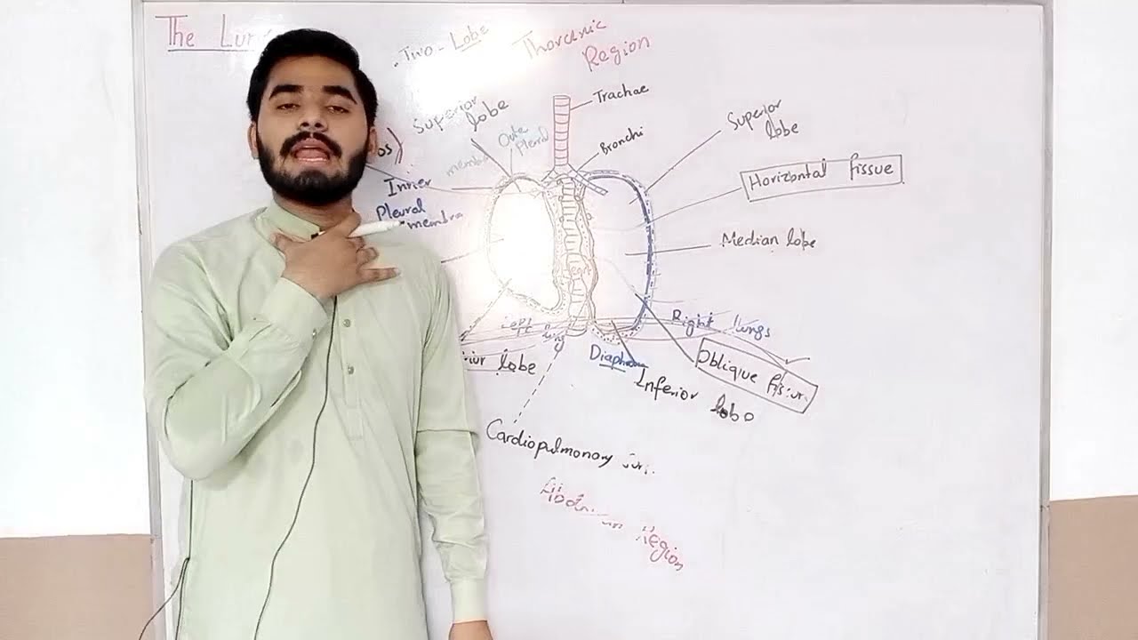 Lungs