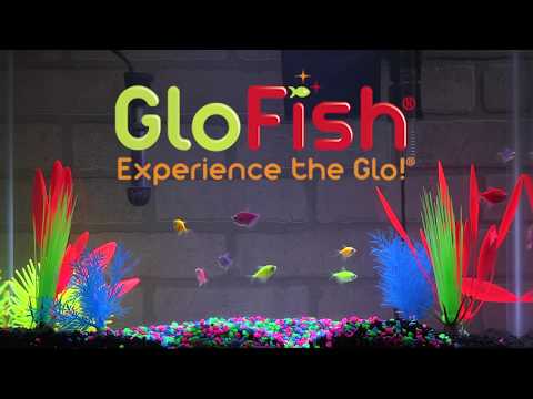 Tetra GloFish® 20-Gallon Aquarium Kit Setup