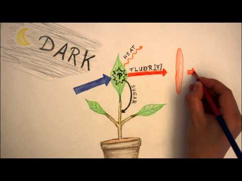 Chlorophyllfluorescence: The glow of plants