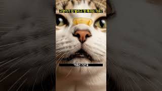 고양이가 입 벌리고 멍 때리는 이유?