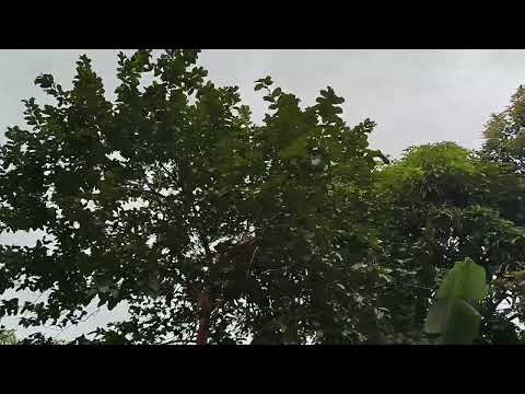 Muito vento em Matozinhos Minas Gerais.10/3/2026..