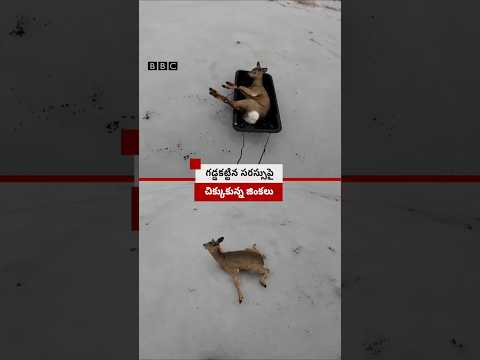 మంచుపై జారిపోతూ జింకల కష్టాలు, ఏమయ్యిందంటే.. #Shorts