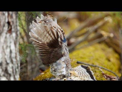 Ruffed Grouse Drumming