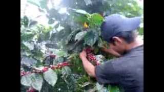 preview picture of video 'Nicaraguan Specialty Coffee Harvest'