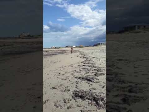 🐶🐶ROTWEILER..MI PERRA FLOR🌻🌻🌻🌻#NICOLETTA 2019