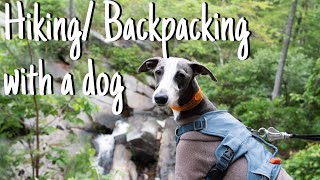 Hiking / Backpacking with a dog | hiking with a whippet | dog backpacking essentials