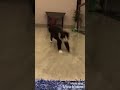 Here Comes Runy Cutest Cat Run Straight To You Runyland CuteCats FunnyCats TuxedoCat CatDash