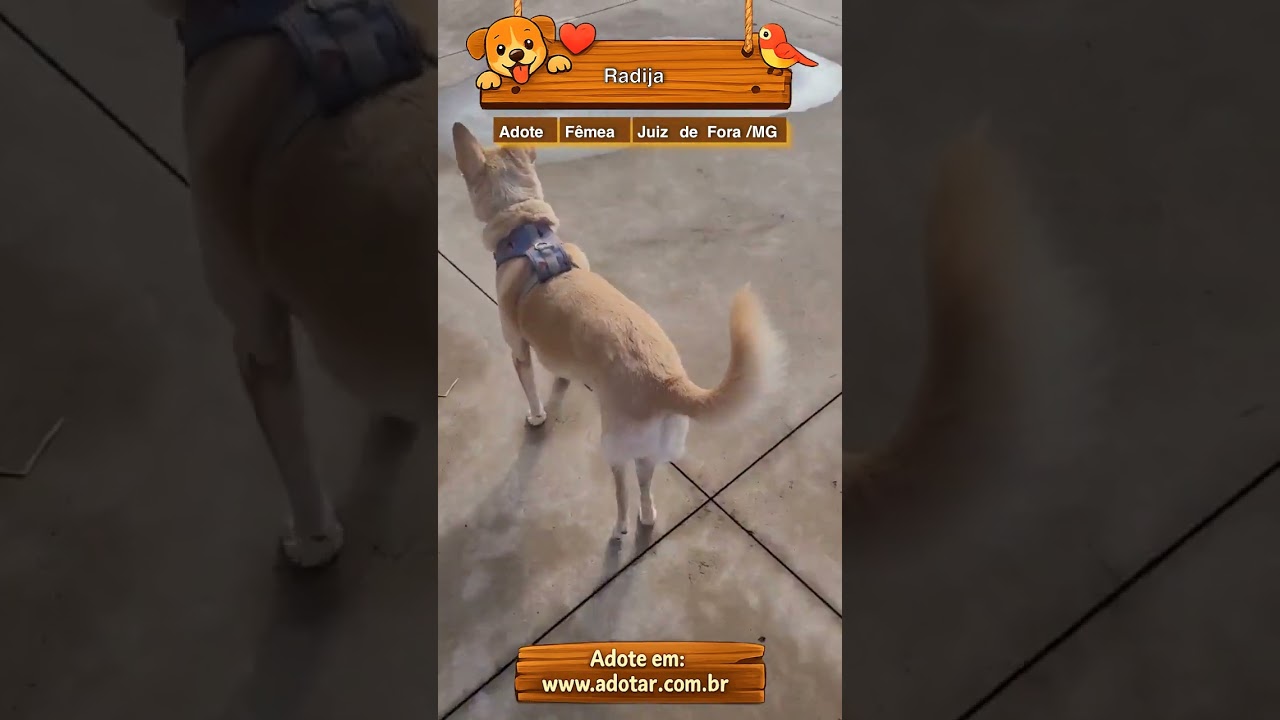 Cachorro raça SRD-ViraLata idade 6 ou mais anos nome Radija 