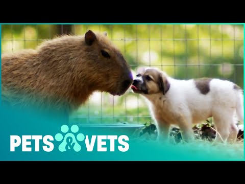 Puppies Fall In Love With A Capybara | Animal Odd Couples | Pets & Vets