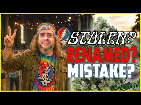 The Truth About Sour Diesel – The Original Gas Strain?