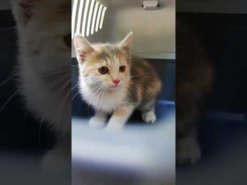 Little rescued kitten is meowing inside the carrier