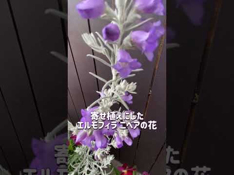 耐寒性常緑低木：冬の庭を彩る4つの植物  庭園