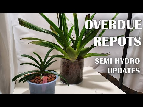Repotting Oncidium Sharry Baby & Holcostylis MS Sunlight | Semi-Hydro + Seramis Updates
