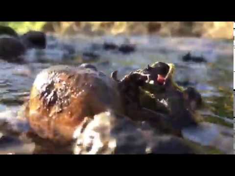 Sofia Huzum & Lucian B. - Numai Tu