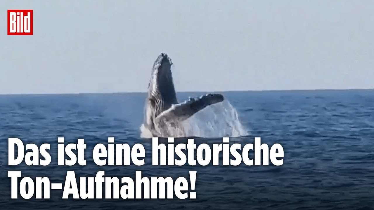 KLANG AUS DER TIEFE: Alte Wal-Aufnahme von 1949 verblüfft heute Forscher