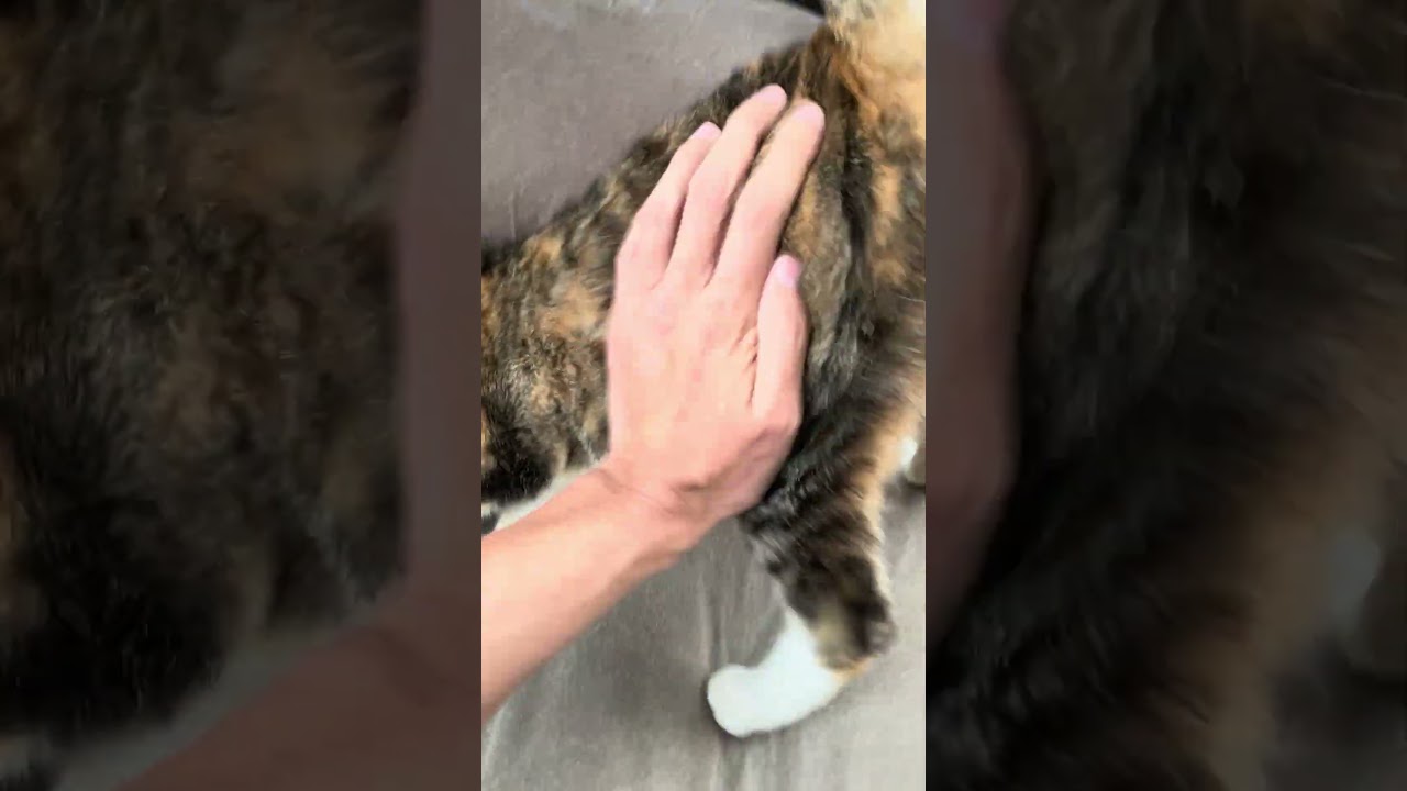 ただいま〜！#shorts