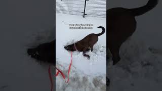 What I imagine my dog sounds like in his head out in snow👀 #pitlab #dogmom