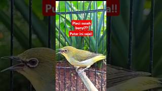 Download lagu call pleci betina birahi perangsang bunyi #plecigacor mp3 Download lagu call pleci betina birahi perangsang bunyi #plecigacor mp3