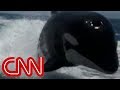 Killer whales surprise couple on boat 