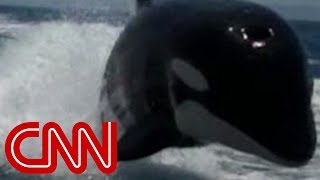 Killer whales surprise couple on boat