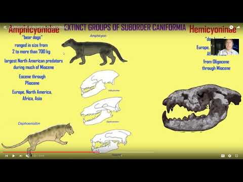 evolution of carnivorous mammals