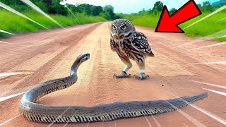 Essa cobra se meteu com a Coruja errada! 🦉