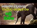 Dreams of Elephants / අලි සිහිනෙන් පෙනීම.#Elephants#