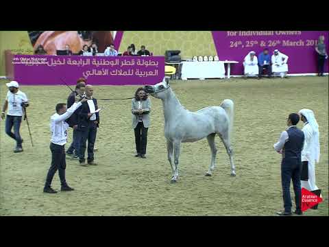 N.67 SHAHRAZAD AL WAAB - 2019 Qatar Nat. Peninsula show - Fillies 3 Years Old (Class 3) .mp4