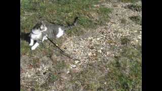 Un bon bol d'air pour Bobby et Bandit ! (3)