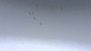 SACRED EARTH - Kutumba