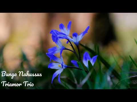 Lagu Batak - Bunga Nahussus - Triamor Trio