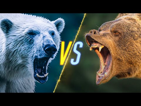 Polar Bear VS Grizzly Bear
