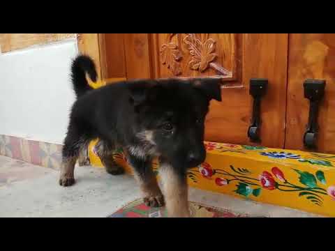 Our cute german shapperd
