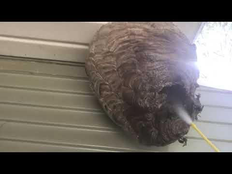 Removing a Large Bald-Faced Hornets Nest in Jackson, NJ