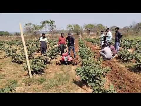 operation of power weeder for intercultural operation in brinjal
