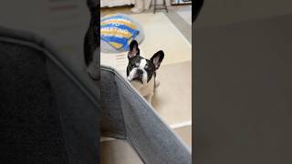 フレブルのパネルヒーターを勝手に使ったら怒られた😂