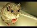 A Cheek Pouch Everts In A 6 Month Old Dwarf Hamster Pt 1 3
