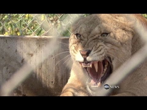 Exotic Animals Being Kept as Pets
