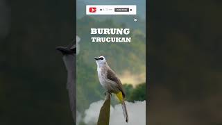 Download lagu SUARA BURUNG TRUCUKAN mp3