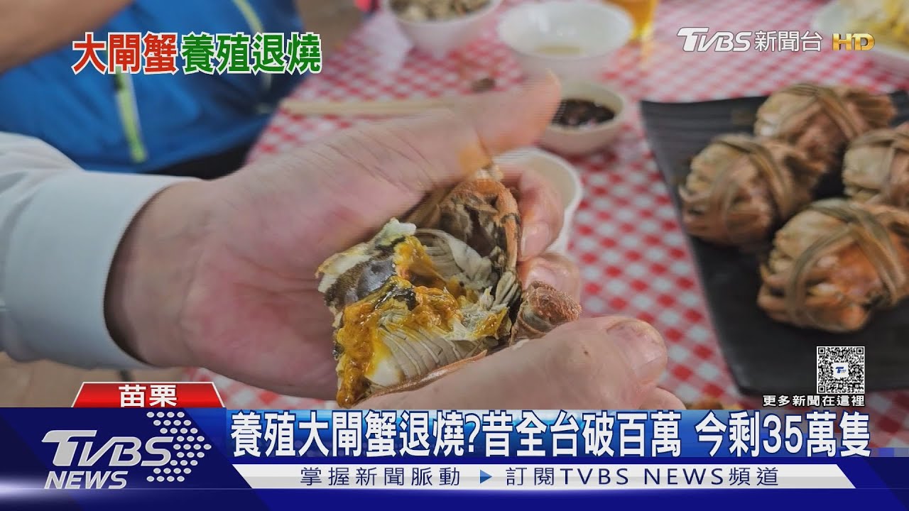 大閘蟹熱潮退?苗栗養殖業「萎縮7成」 蟹農靠高品質求生存