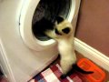 Oscar Kitten Washing Machine Attack Funny